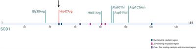 Another de novo mutation in the SOD1 gene: the first Turkish patient with SOD1-His47Arg, a case report